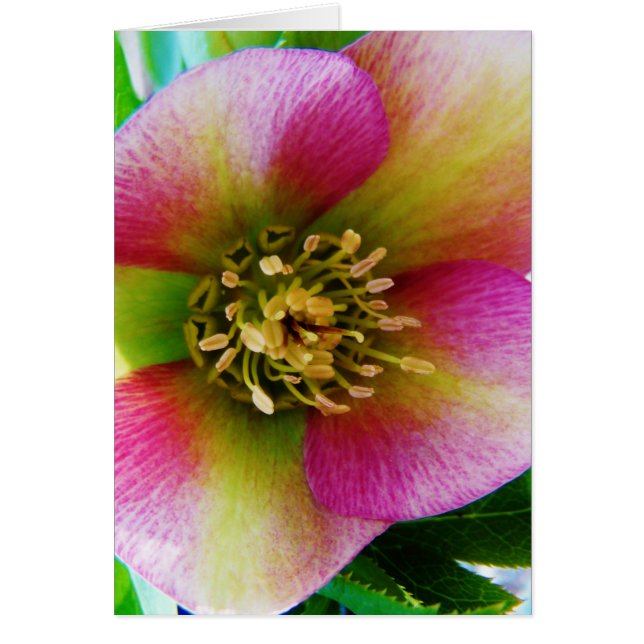 Pink Lenten Rose, (Vorne)