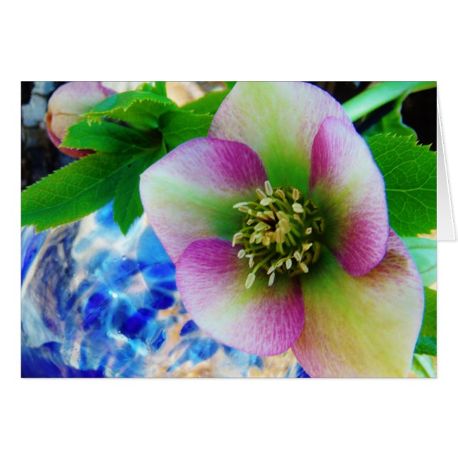 Pink Lenten Rose (Vorderseite (Horizontal))
