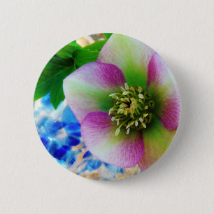 Pink Lenten Rose Button