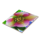 Pink Lenten Rose, Fliese (Seite)