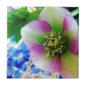 Pink Lenten Rose Fliese (Vorderseite)
