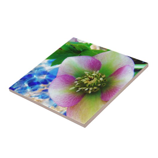 Pink Lenten Rose Fliese (Seite)