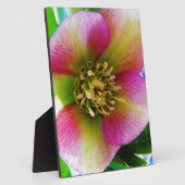 Pink Lenten Rose, Fotoplatte (Seite)