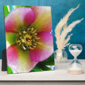 Pink Lenten Rose, Fotoplatte (Seite)