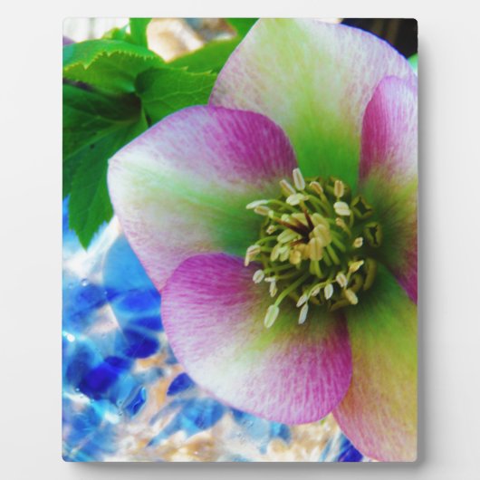 Pink Lenten Rose Fotoplatte (Vorderseite)