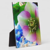 Pink Lenten Rose Fotoplatte (Seite)