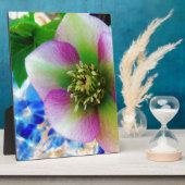 Pink Lenten Rose Fotoplatte (Seite)