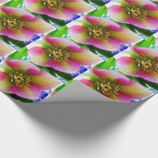 Pink Lenten Rose, Geschenkpapier (Ecke)