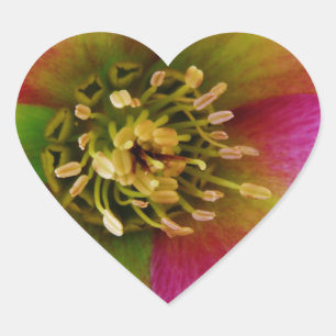 Pink Lenten Rose, Herz-Aufkleber