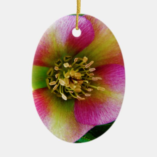 Pink Lenten Rose, Keramik Ornament (Vorne)