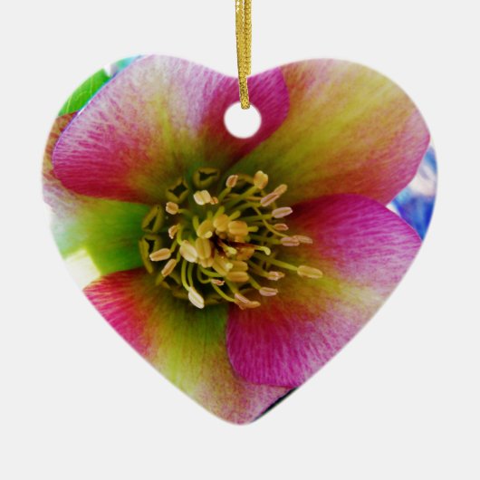Pink Lenten Rose, Keramikornament (Vorne)