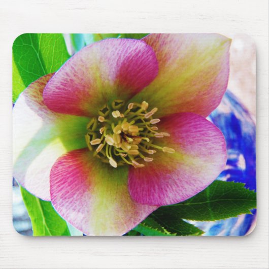 Pink Lenten Rose, Mousepad (Vorne)