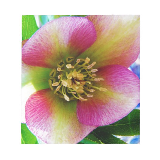 Pink Lenten Rose, Notizblock (Vorderseite)