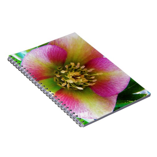 Pink Lenten Rose, Notizblock (Rechte Seite)