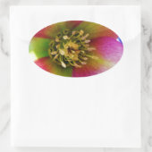 Pink Lenten Rose, Ovaler Aufkleber (Tasche)