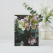 Pink Lenten Rose Postkarte (Stehend Vorderseite)