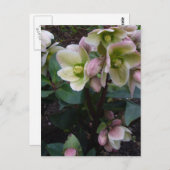 Pink Lenten Rose Postkarte (Vorne/Hinten)