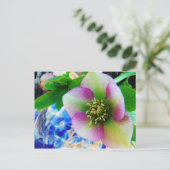 Pink Lenten Rose Postkarte (Stehend Vorderseite)