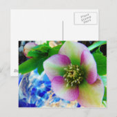 Pink Lenten Rose Postkarte (Vorne/Hinten)