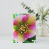 Pink Lenten Rose, Postkarte (Stehend Vorderseite)