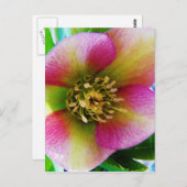 Pink Lenten Rose, Postkarte (Vorne/Hinten)