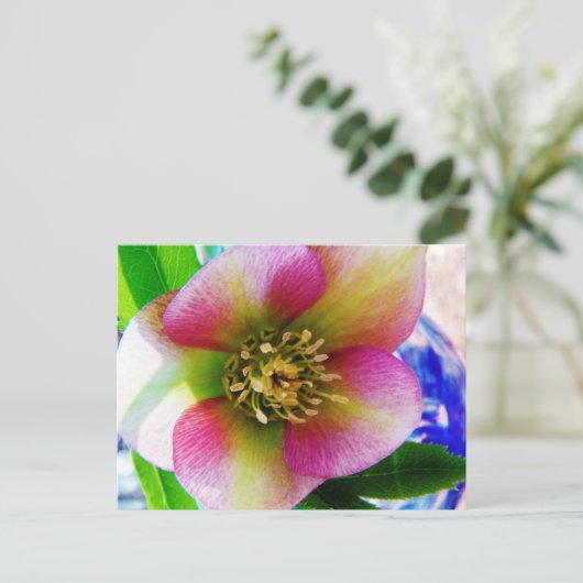 Pink Lenten Rose, Postkarte (Stehend Vorderseite)