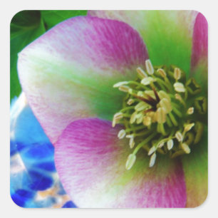Pink Lenten Rose Quadratischer Aufkleber