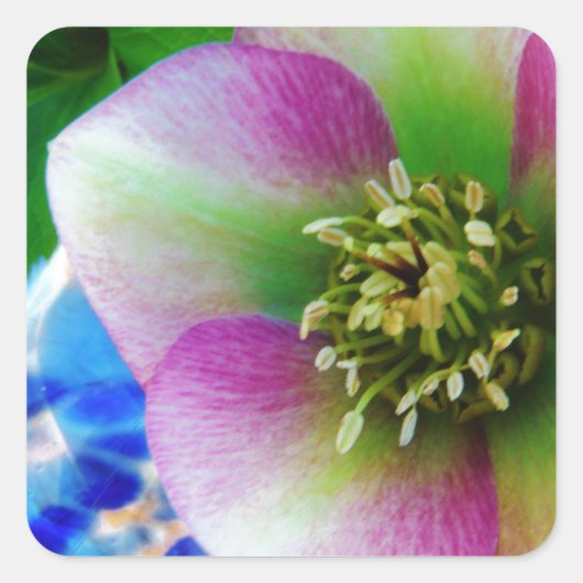 Pink Lenten Rose Quadratischer Aufkleber (Vorderseite)
