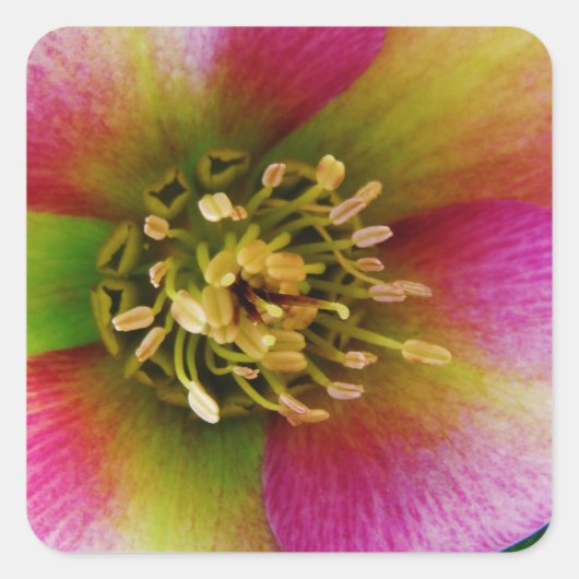 Pink Lenten Rose, Quadratischer Aufkleber (Vorderseite)