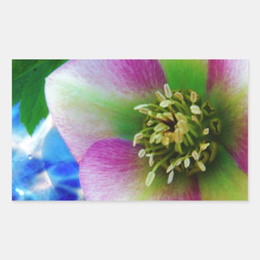 Pink Lenten Rose Rechteckiger Aufkleber (Vorderseite)