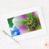 Pink Lenten Rose Rechteckiger Aufkleber (Umschlag)