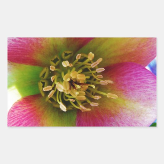 Pink Lenten Rose, Rechteckiger Aufkleber (Vorderseite)