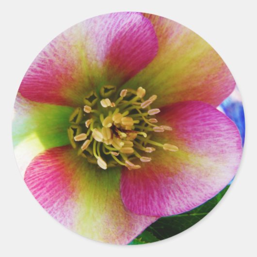 Pink Lenten Rose, Runder Aufkleber (Vorderseite)