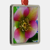 Pink Lenten Rose, Silbernes Ornament (Rechts)