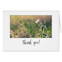 Pink Light Campion Wildblume Vielen Dank