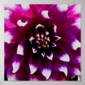 Pink Lila Dahlia Fotograf Poster (Vorne)