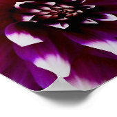 Pink Lila Dahlia Fotograf Poster (Ecke)