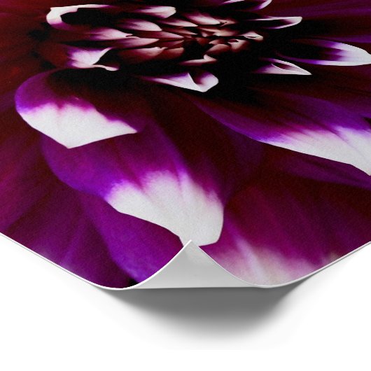 Pink Lila Dahlia Fotograf Poster (Ecke)