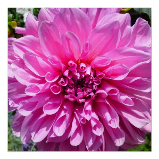 Pink Lila Dhalia Blume Poster (Vorderseite)