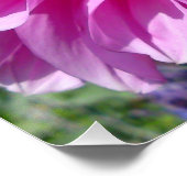 Pink Lila Dhalia Blume Poster (Ecke)