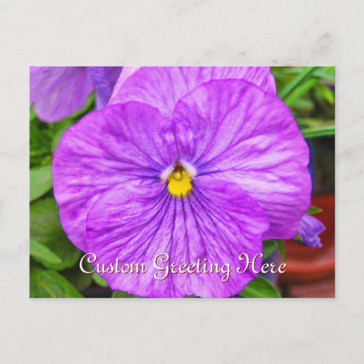 Pink Lila Pansy Blume Postkarte (Vorderseite)