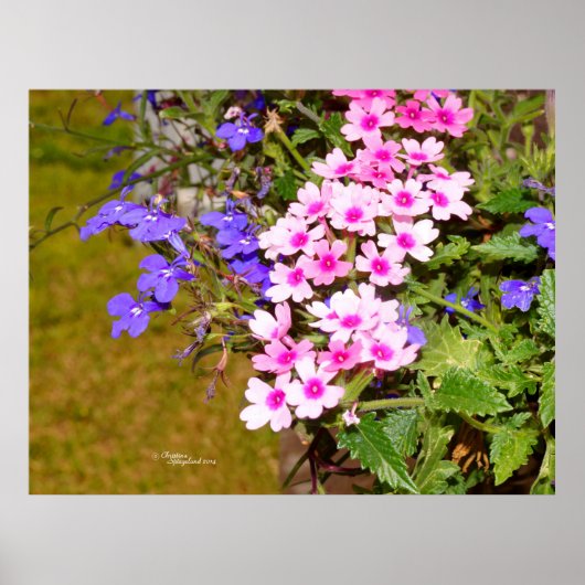 Pink lila Phlox Blume Poster oder Print (Vorne)