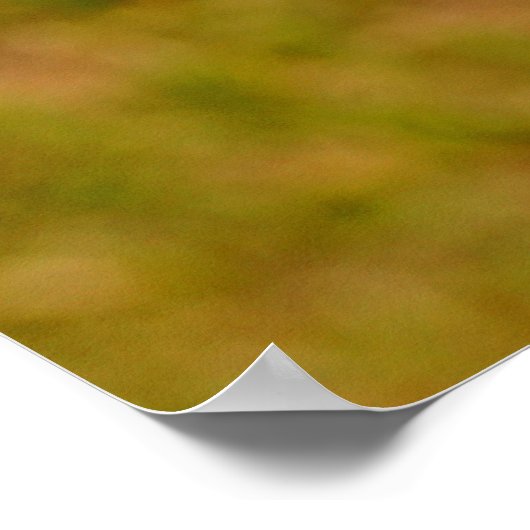 Pink lila Phlox Blume Poster oder Print (Ecke)