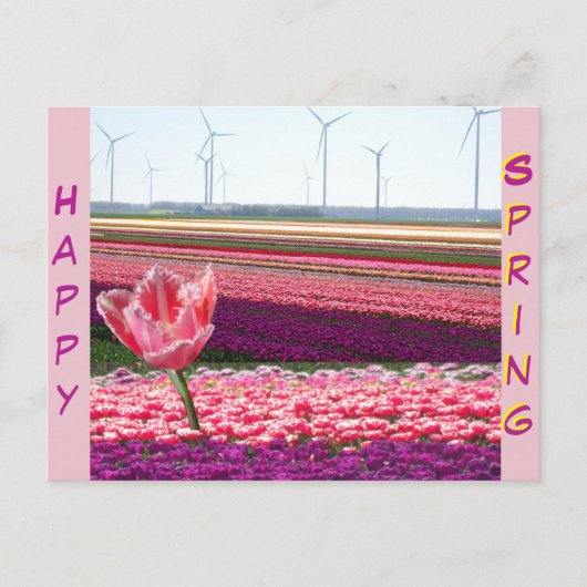 Pink Lila Tulips Field Happy Spring Postcard Postkarte (Vorderseite)