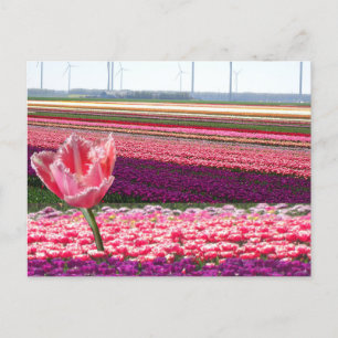 Pink Lila Tulips Field & Pink Tulip DIY Postkarte