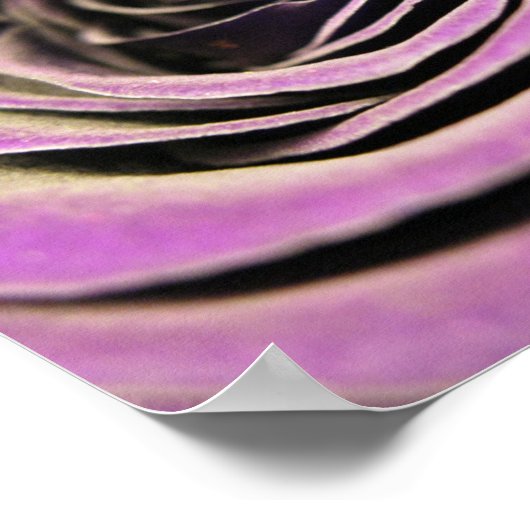 Pink Lilac Rose Poster (Ecke)