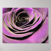 Pink Lilac Rose Poster (Vorne)