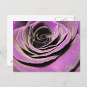 Pink Lilac Rose Postkarte (Vorne/Hinten)