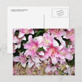 Pink Lilies & Hydrangea Postkarte (Vorne/Hinten)
