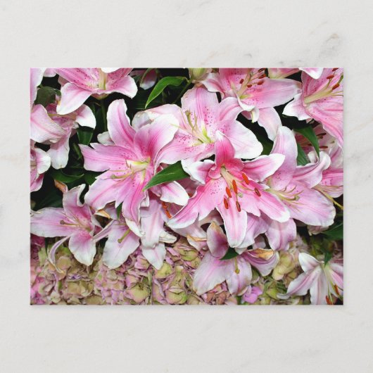 Pink Lilies & Hydrangea Postkarte (Vorderseite)